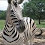 Spottyzebra